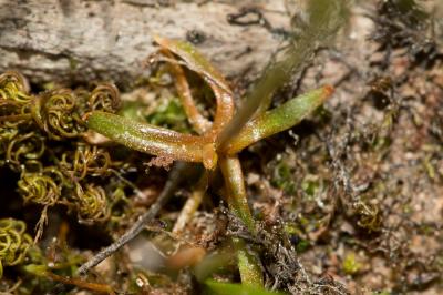 Cicendie filiforme Cicendia filiformis (L.) Delarbre, 1800