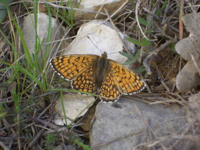 Mélitée du Plantain (La), Déesse à ceinturons (La) Melitaea cinxia (Linnaeus, 1758)
