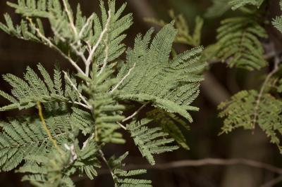 Mimosa argenté, Mimosa des fleuristes, Mimosa de B Acacia dealbata Link, 1822