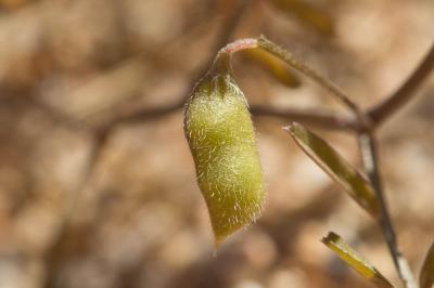 Vesce à deux graines Vicia disperma DC., 1813