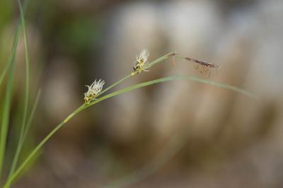Laîche millet, Faux Fenouil Carex panicea L., 1753