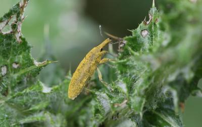 Larin étourneau Larinus sturnus (Schaller, 1783)