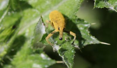 Larin étourneau Larinus sturnus (Schaller, 1783)