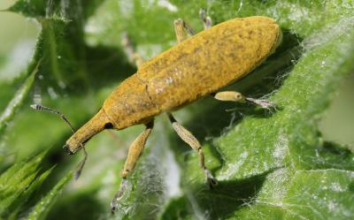 Larin étourneau Larinus sturnus (Schaller, 1783)