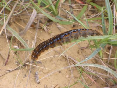 Franconienne (La) Malacosoma franconicum (Denis & Schiffermüller, 1775)