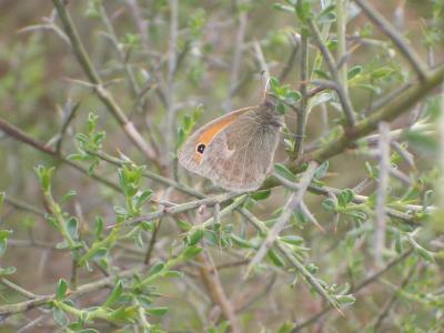 Fadet commun (Le), Procris (Le), Petit Papillon de Coenonympha pamphilus (Linnaeus, 1758)