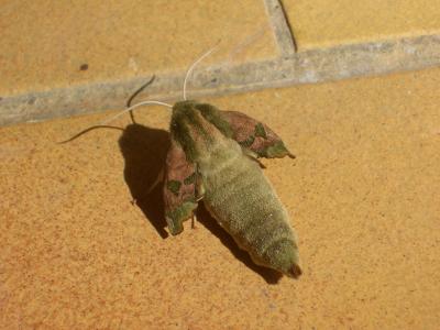 Sphinx du Tilleul (Le) Mimas tiliae (Linnaeus, 1758)