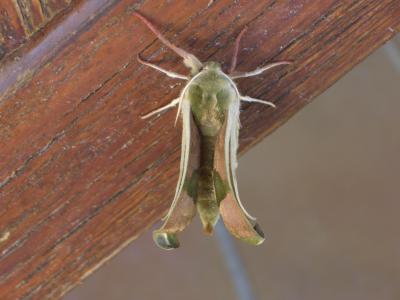 Sphinx du Tilleul (Le) Mimas tiliae (Linnaeus, 1758)