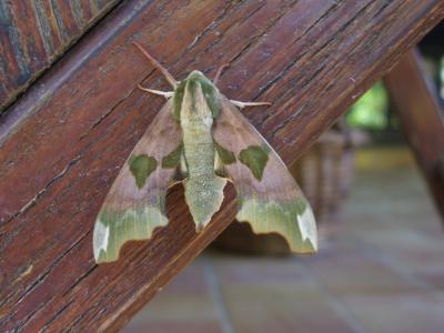 Sphinx du Tilleul (Le) Mimas tiliae (Linnaeus, 1758)