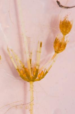  Chara aspera Willd., 1809