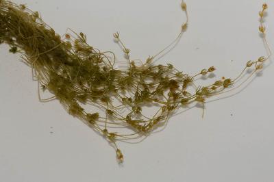  Chara aspera Willd., 1809