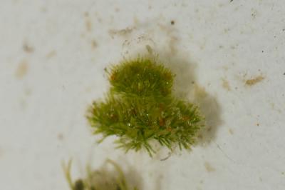  Nitella hyalina (DC.) C.Agardh, 1824