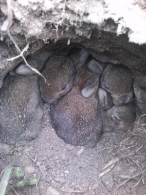 Lapin de garenne Oryctolagus cuniculus (Linnaeus, 1758)