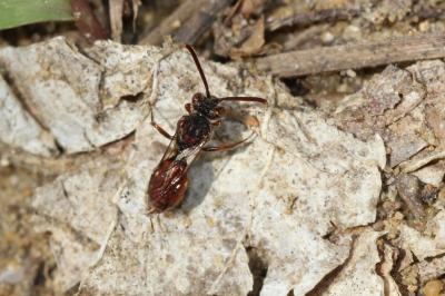  Nomada Scopoli, 1770