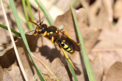  Nomada sexfasciata Panzer, 1799