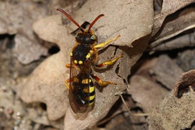  Nomada sexfasciata Panzer, 1799