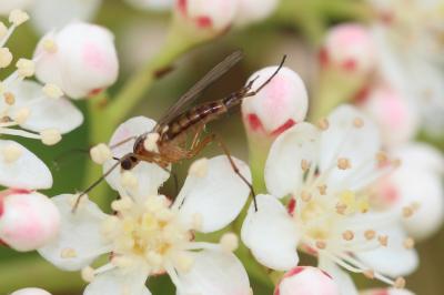  Empis Linnaeus, 1758