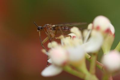  Empis Linnaeus, 1758