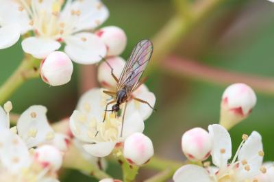  Empis Linnaeus, 1758