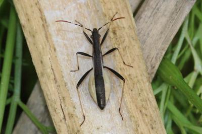  Micrelytra fossularum (Rossi, 1790)