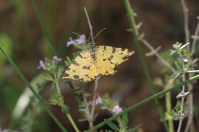 Panthère (La) Pseudopanthera macularia (Linnaeus, 1758)