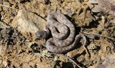 Vipère aspic Vipera aspis (Linnaeus, 1758)