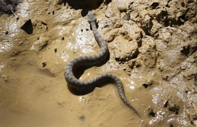 Vipère aspic Vipera aspis (Linnaeus, 1758)