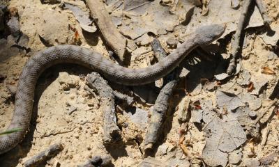 Vipère aspic Vipera aspis (Linnaeus, 1758)