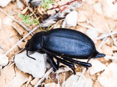  Blaps gigas (Linnaeus, 1767)