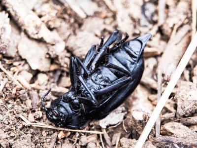  Blaps gigas (Linnaeus, 1767)