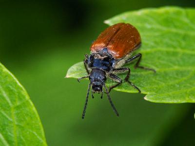 Omophlus orangé Omophlus lepturoides (Fabricius, 1787)
