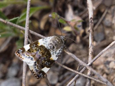 Collier blanc (Le) Acontia lucida (Hufnagel, 1766)