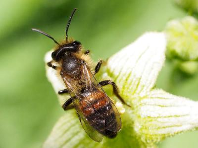  Andrena florea Fabricius, 1793