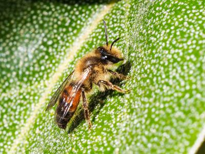  Andrena florea Fabricius, 1793