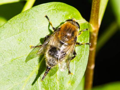 Mouche des narcisses, Syrphe des narcisses Merodon equestris (Fabricius, 1794)