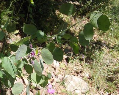 Monnaie-du-Pape, Lunaire annuelle Lunaria annua L., 1753