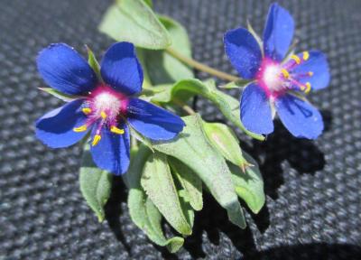 Mouron bleu Lysimachia foemina (Mill.) U.Manns & Anderb., 2009