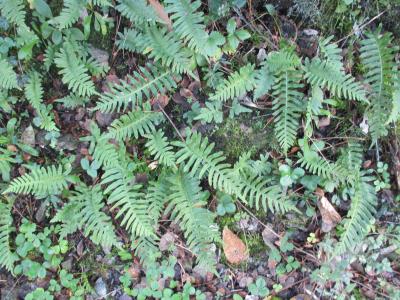 Réglisse des bois, Polypode vulgaire Polypodium vulgare L., 1753