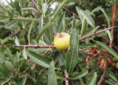 Poirier amandier, Poirier à feuilles d'Amandier Pyrus spinosa Forssk., 1775