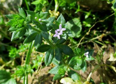 Rubéole des champs, Gratteron fleuri Sherardia arvensis L., 1753