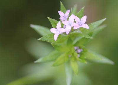 Rubéole des champs, Gratteron fleuri Sherardia arvensis L., 1753