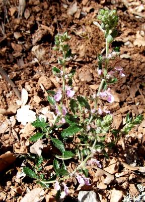 Germandrée petit-chêne, Chênette Teucrium chamaedrys L., 1753
