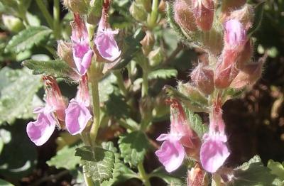 Germandrée petit-chêne, Chênette Teucrium chamaedrys L., 1753