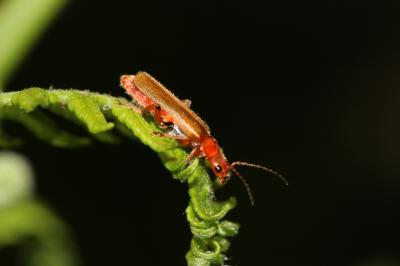  Cantharis Linnaeus, 1758