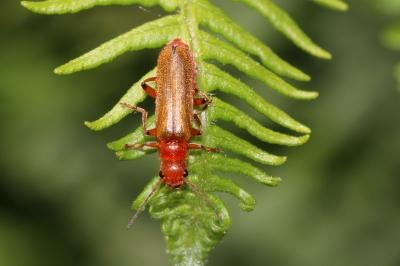 Cantharis Linnaeus, 1758