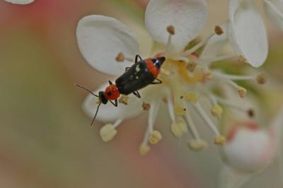  Attalus minimus (Rossi, 1790)