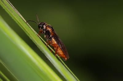  Selandria melanosterna (Audinet-Serville, 1823)