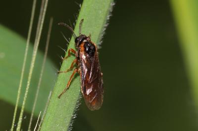  Selandria melanosterna (Audinet-Serville, 1823)