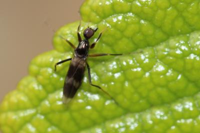  Tachydromia Meigen, 1803