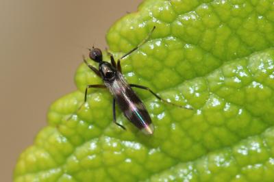  Tachydromia Meigen, 1803